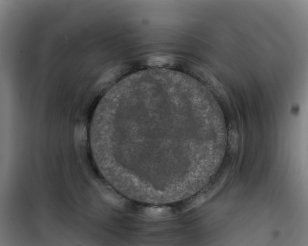 X0000100350375200807031820