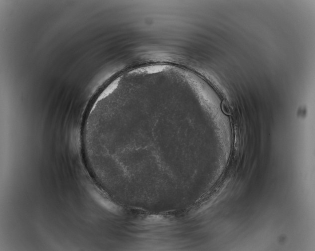 X0000100350390200807031819