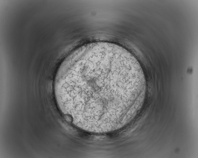 X0000100350401200807031819