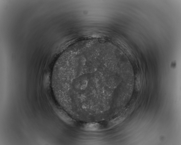 X0000100350410200807031819