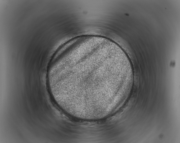 X0000100350434200807031818