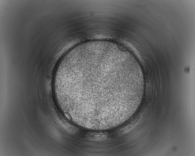 X0000100350443200807031818