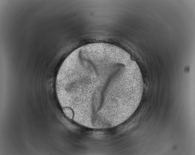 X0000100350462200807031818