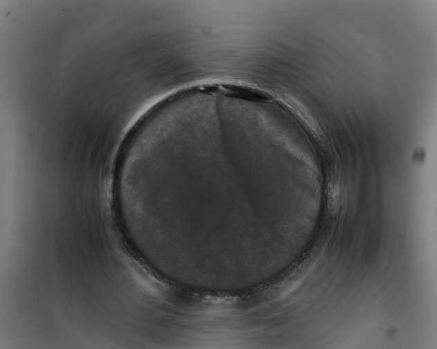 X0000100350484200807031817