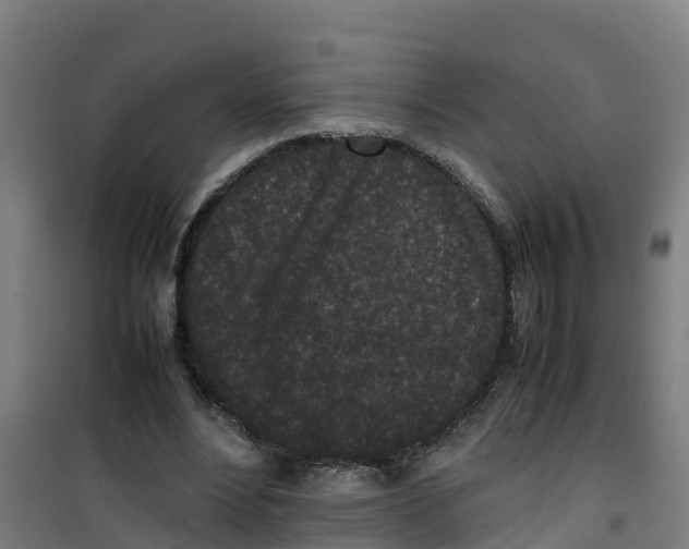 X0000100350488200807031817