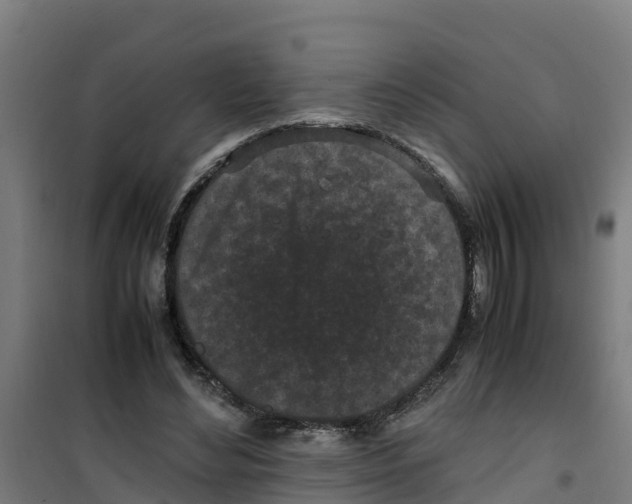 X0000100350492200807031817