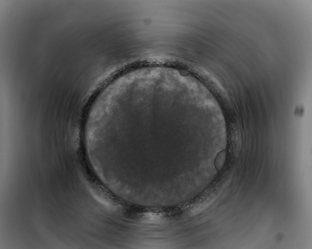 X0000100350496200807031817