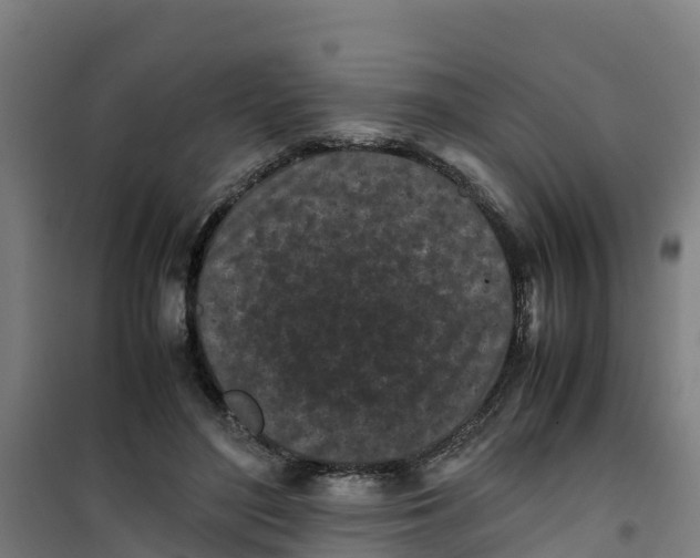 X0000100350500200807031817