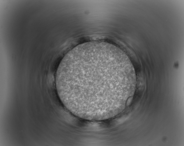 X0000100350523200807031817