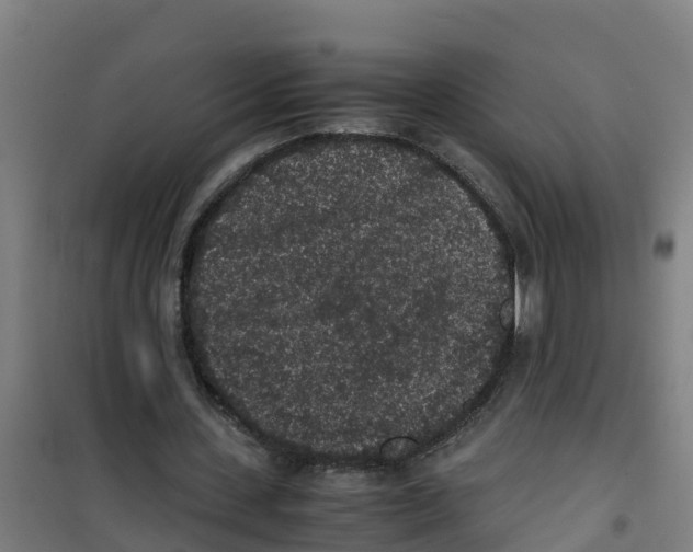 X0000100350531200807031816