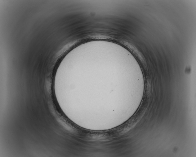 X0000100350533200807031816