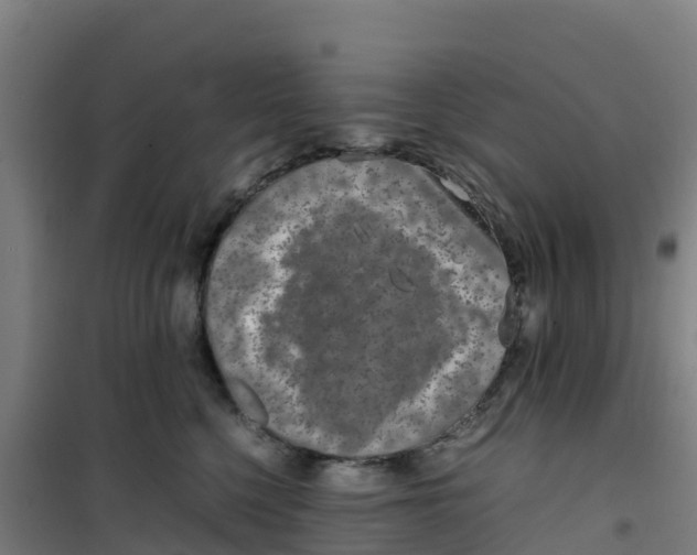 X0000100350568200807031817