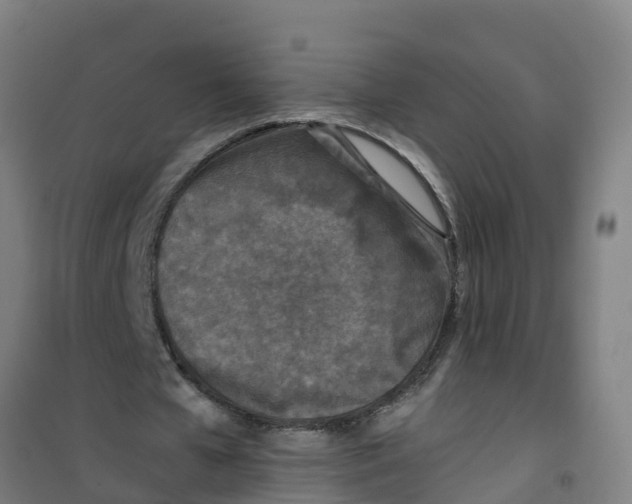 X0000100350577200807031816