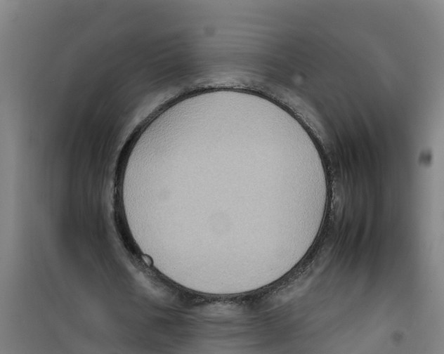 X0000100350578200807031816