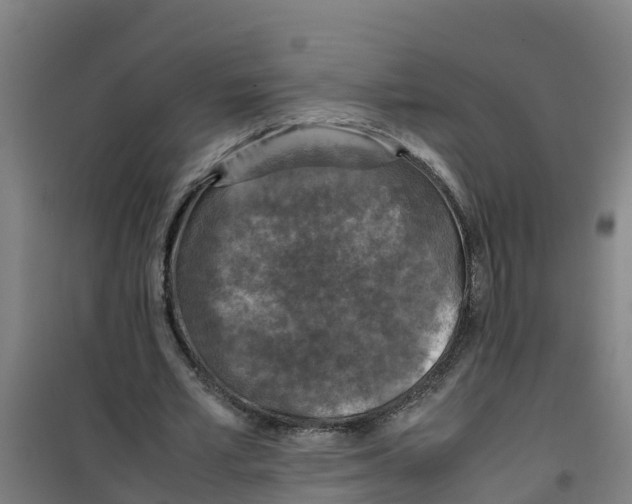 X0000100350581200807031816