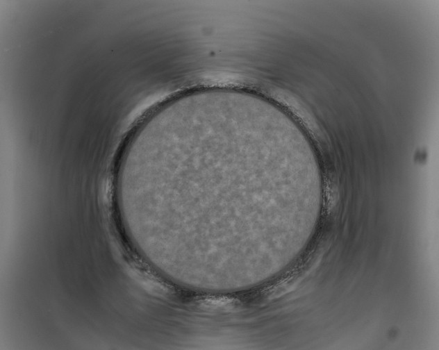 X0000100350583200807031816