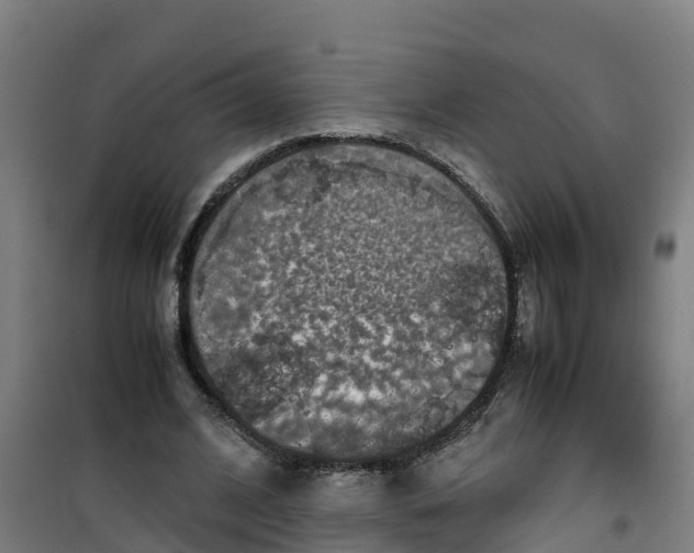 X0000100350584200807031816