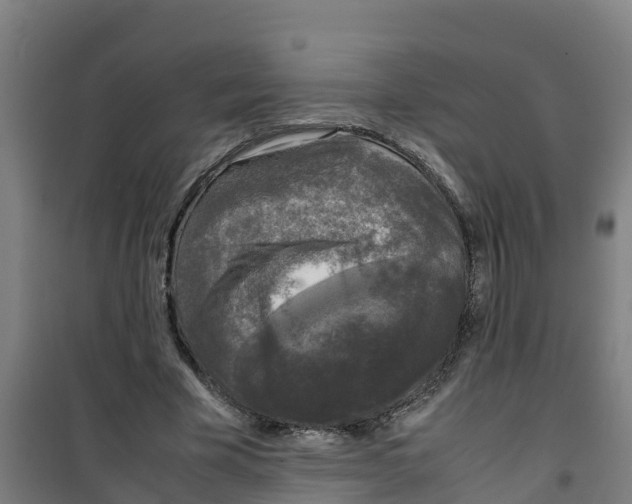 X0000100350585200807031816