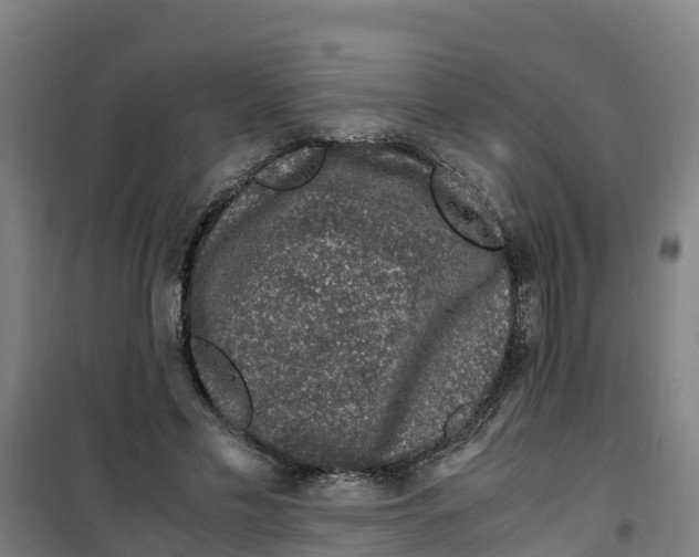 X0000100350589200807031816