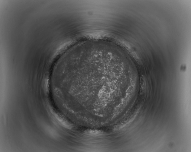 X0000100350590200807031816