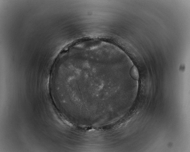 X0000100350592200807031816