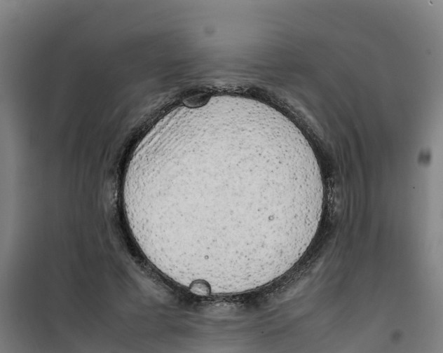 X0000100350593200807031816