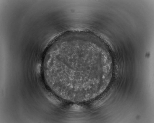 X0000100350596200807031816