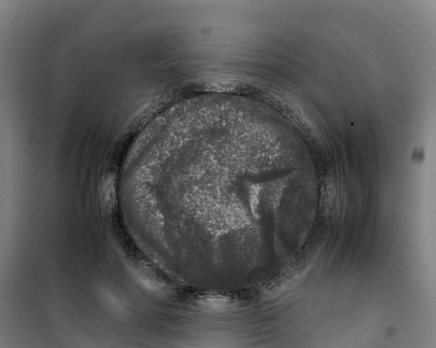 X0000100350598200807031816