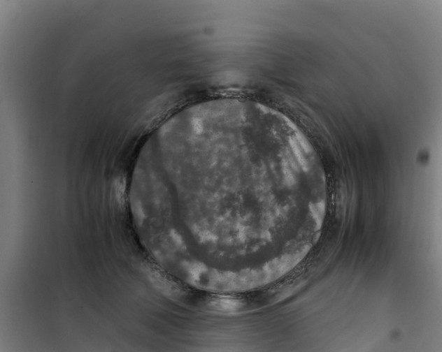 X0000100350610200807031815