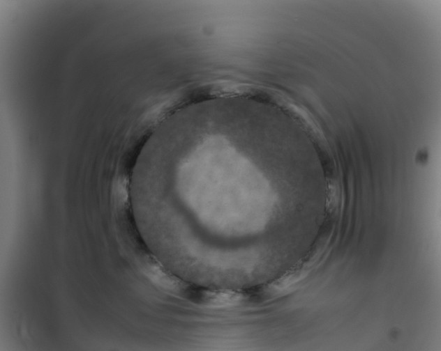 X0000100350621200807031815