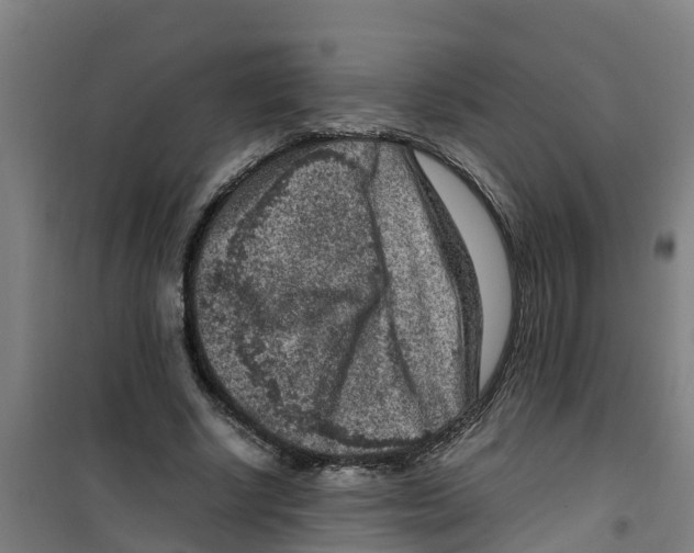 X0000100350634200807031815