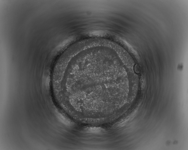 X0000100350637200807031815