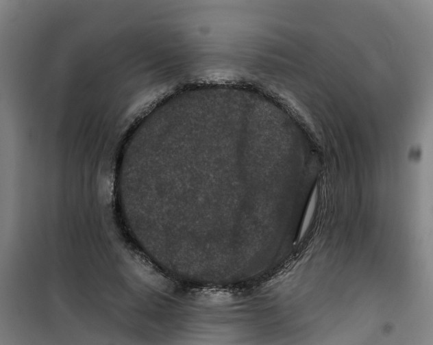 X0000100350640200807031815