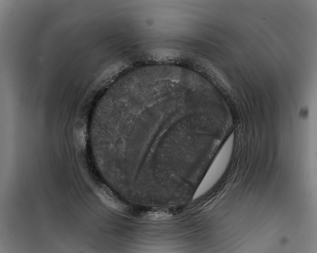 X0000100350644200807031815