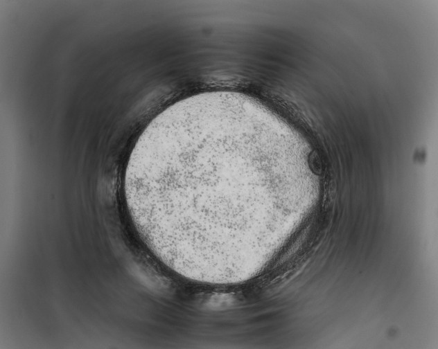 X0000100350647200807031815