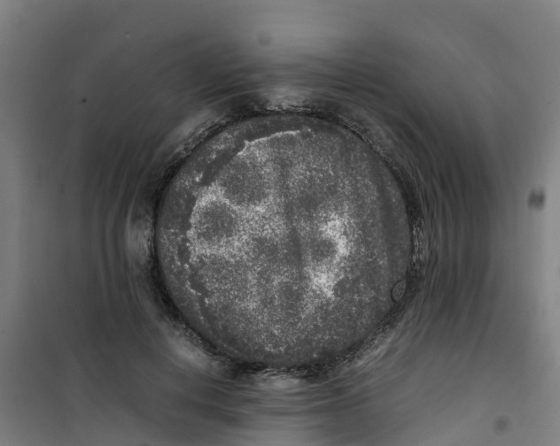 X0000100350648200807031815