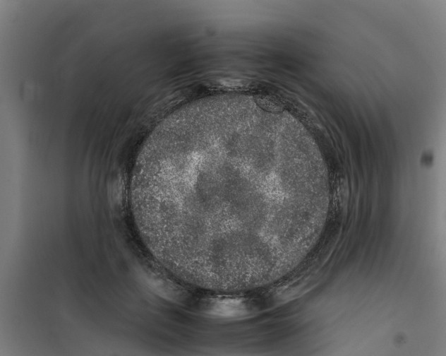 X0000100350651200807031815