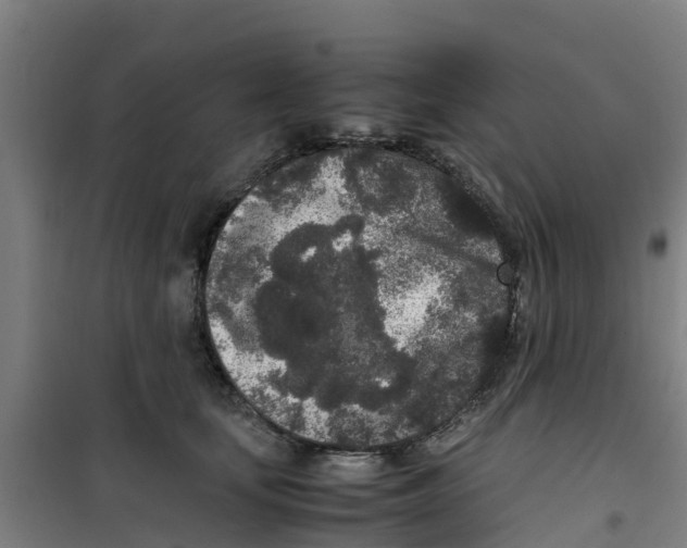 X0000100350659200807031815