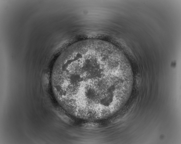 X0000100350691200807031814