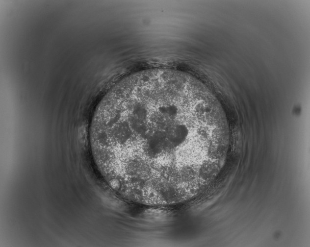 X0000100350699200807031814