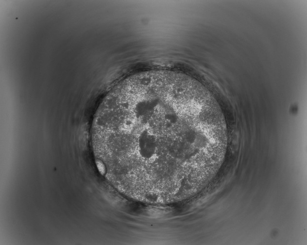 X0000100350707200807031814