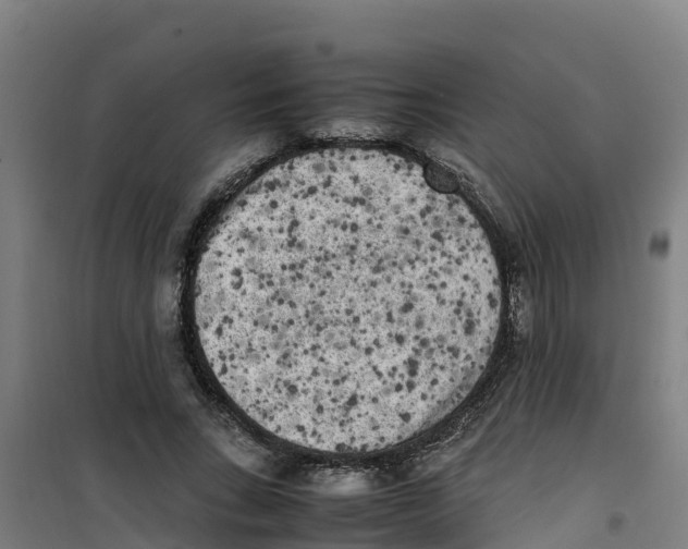 X0000100350735200807031813