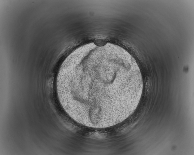 X0000100350739200807031813