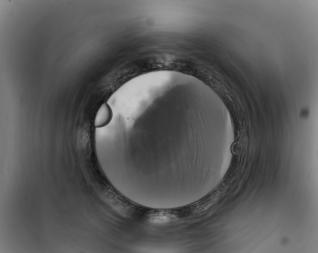 X0000100350754200807031814