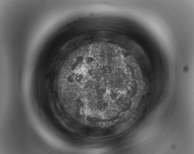 X0000100350765200807031814