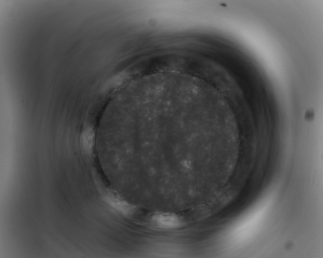 X0000100350767200807031814