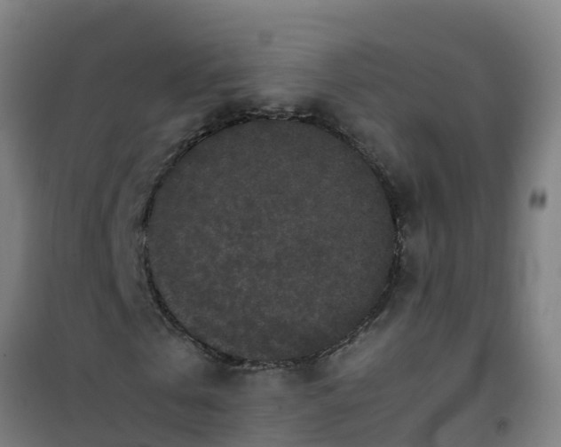 X0000100350769200807031813