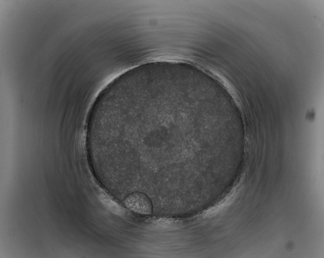 X0000100350779200807031813