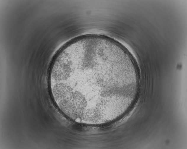 X0000100350783200807031813