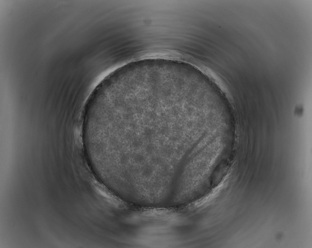 X0000100350830200807031812